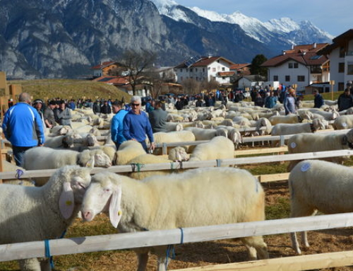 !Alle Schafausstellungen Frühjahr 2021 abgesagt!