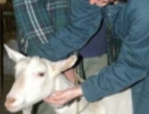Präsenz Kurs – Parasiten bei Schafen und Ziegen mit Einführung in die FAMACHA Methode